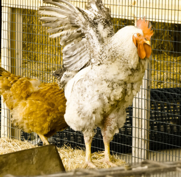 Azienda agricola